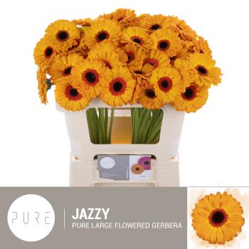 Vollsortiment Gerbera JAZZY - 1 Stiel